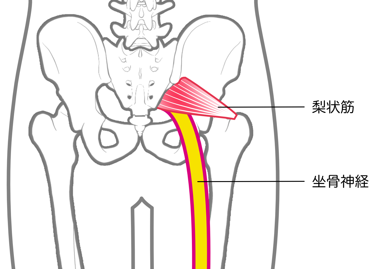 腰痛・坐骨神経痛 - 荻窪 痛み＆リハビリクリニック